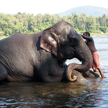 Elephant bathing photo