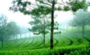 Munnar Tour Package Image