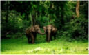 Wayanad Image