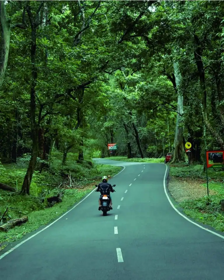 Scenic Forest Drive