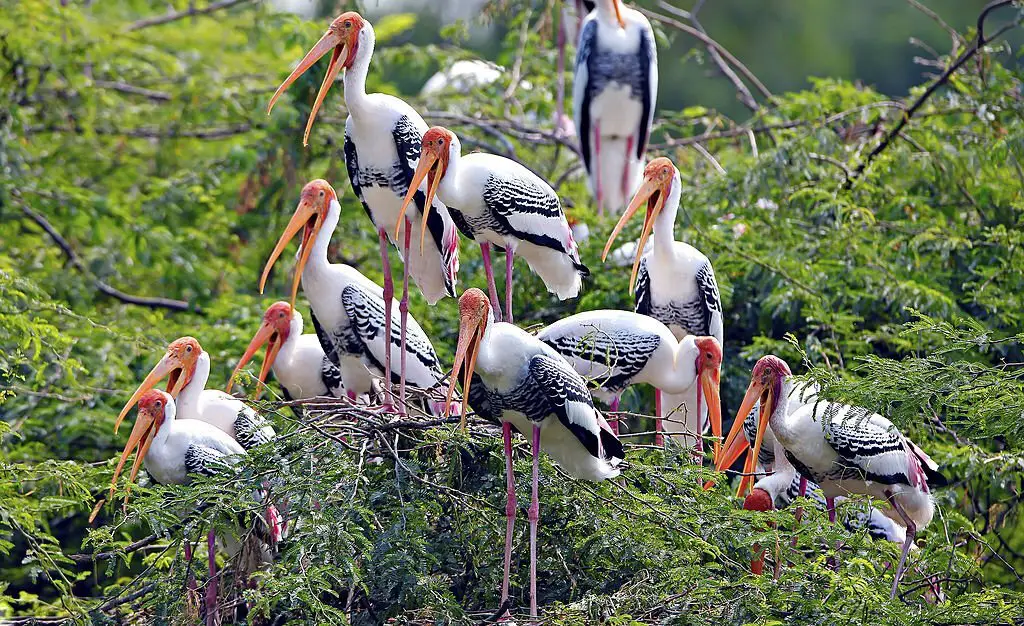 Wildlife and Birdwatching Experience