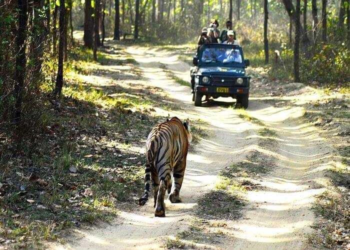 Jungle Jeep Safari