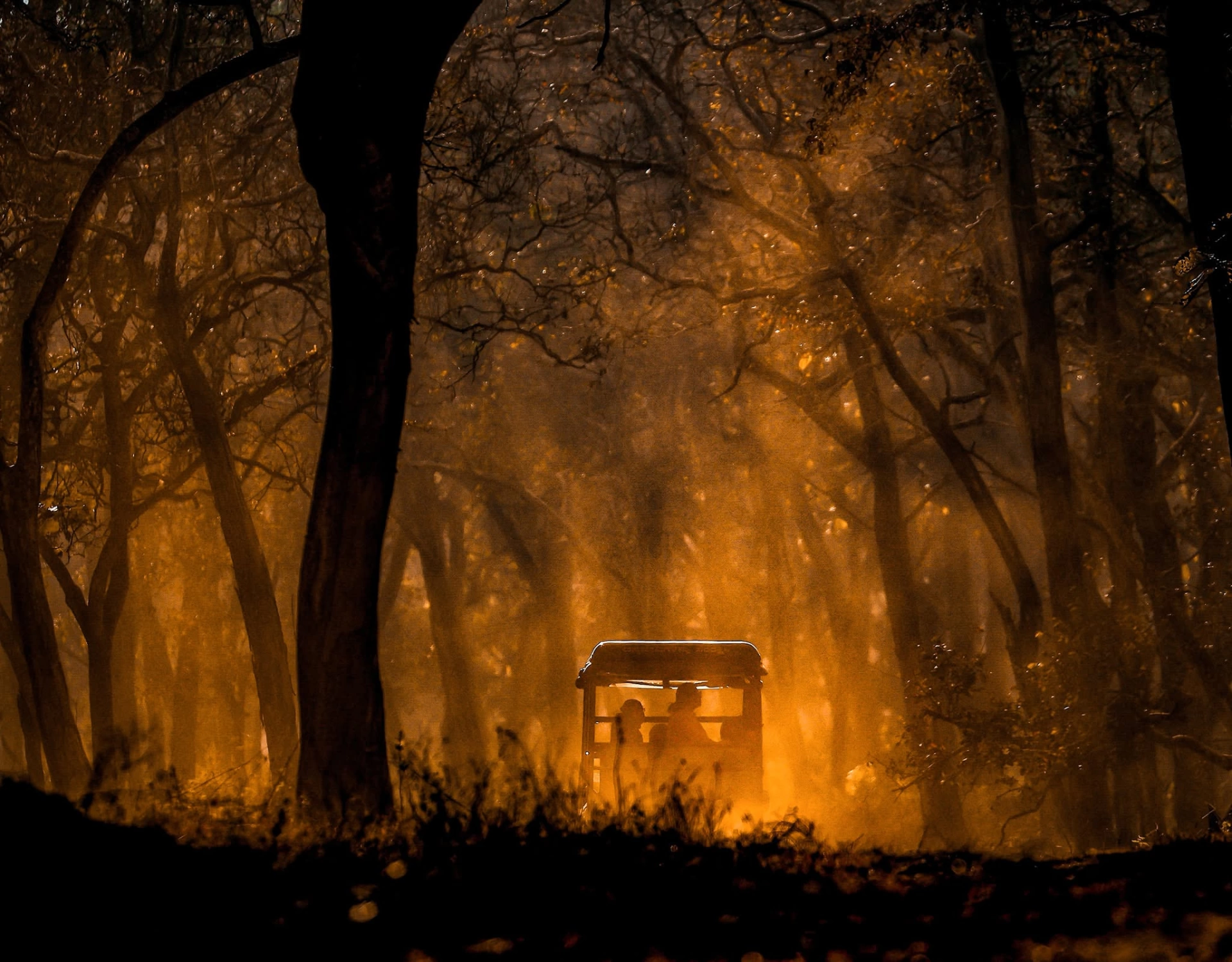 Sunrise Forest Experience