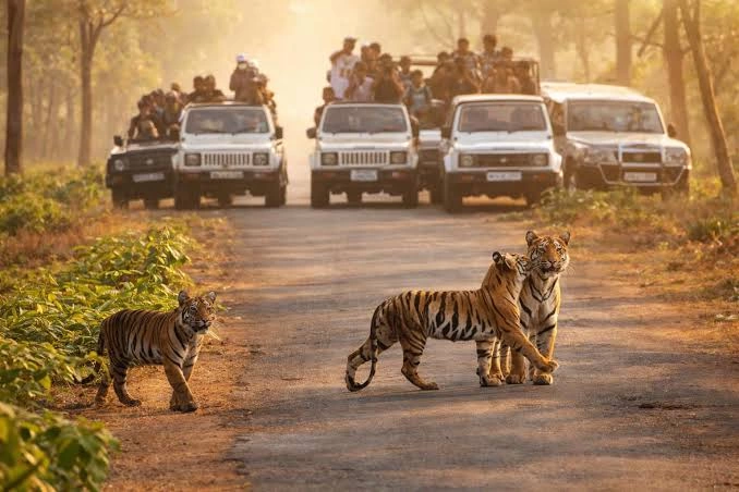 Wildlife Photography