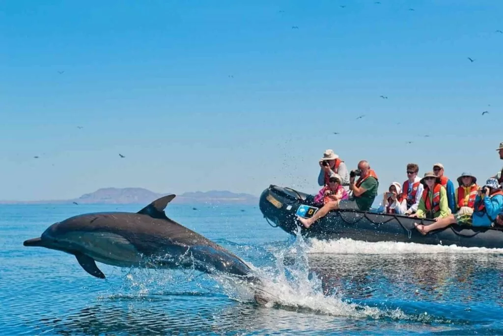 Dolphin Spotting Experience