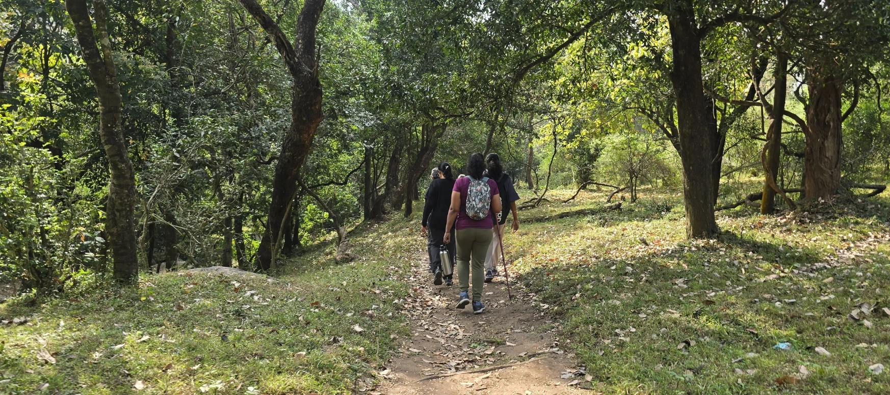 Sandalwood Forest Exploration
