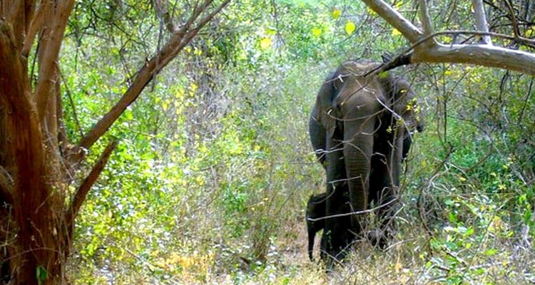 Chinnar Wildlife Sanctuary Safari