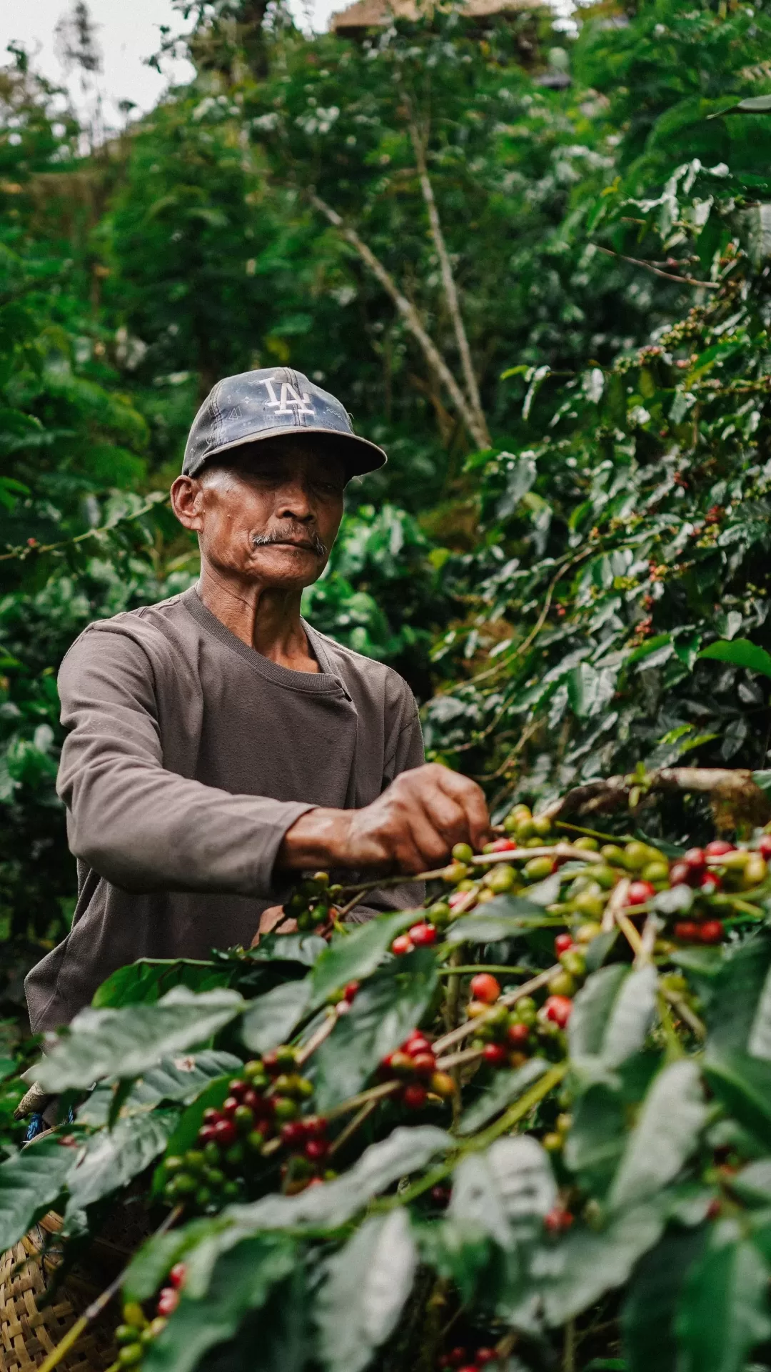 Coffee Plantation Experience