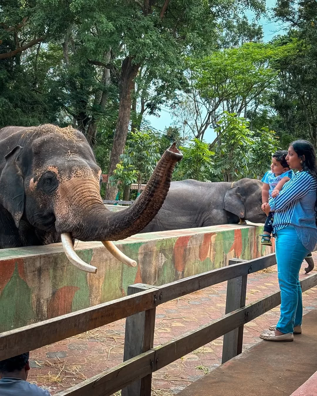 Dubare Elephant Camp Experience