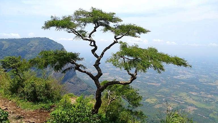 Discover Nelliyampathy Hills