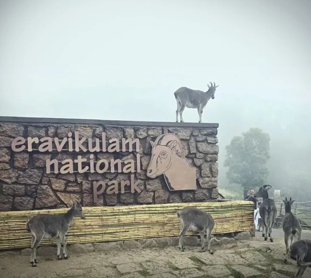 Eravikulam National Park Safari