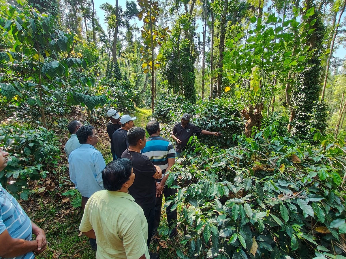 Coffee Plantation Drive