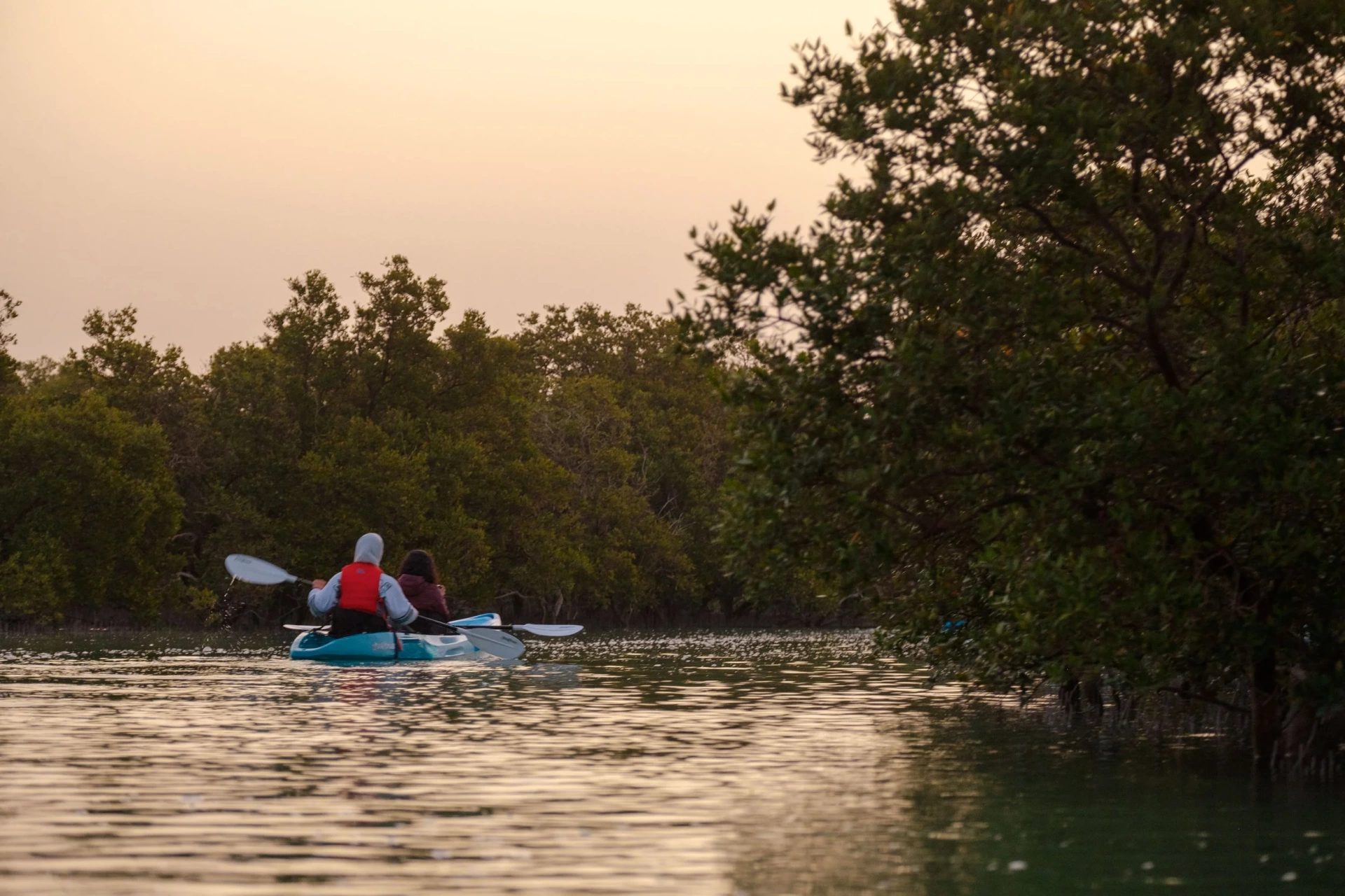 Discover Mangroves by Kayak