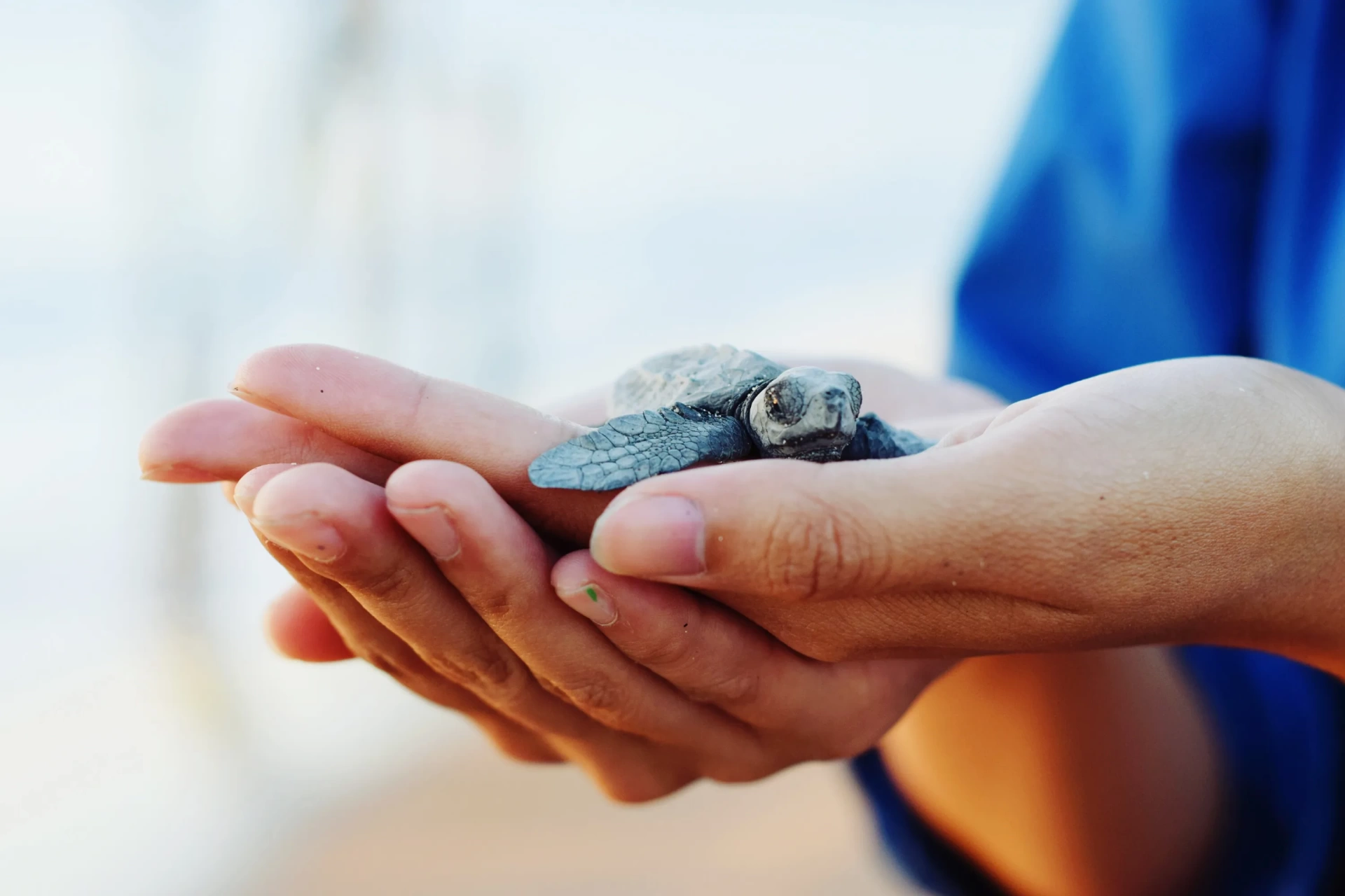 Explore Marine Life Responsibly