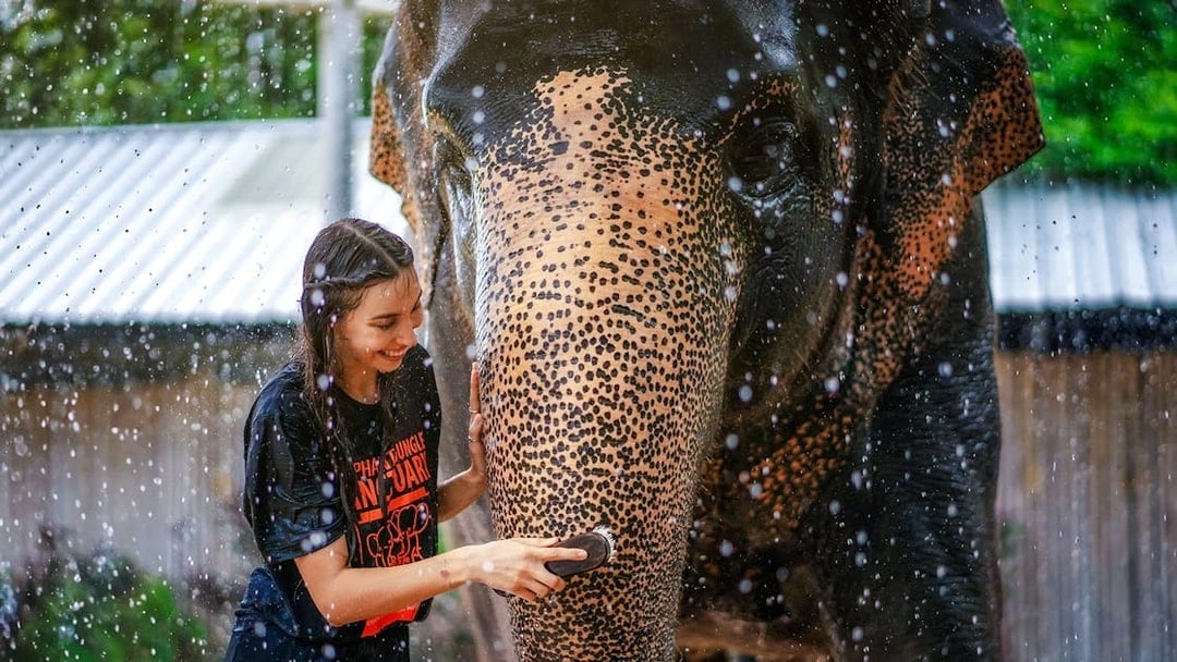 Visit an Ethical Elephant Sanctuary