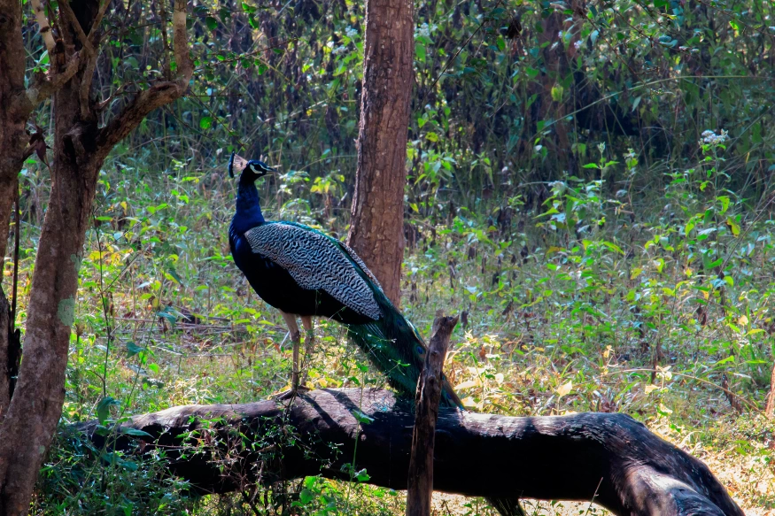 Birdwatching Tours