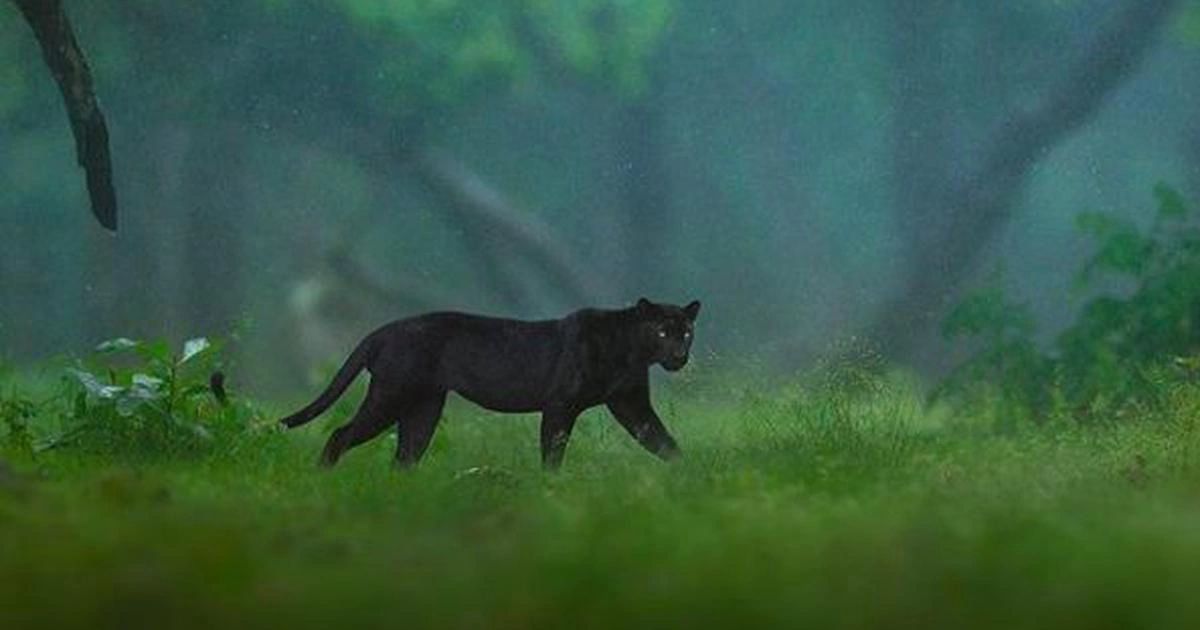 Black Panther Photography