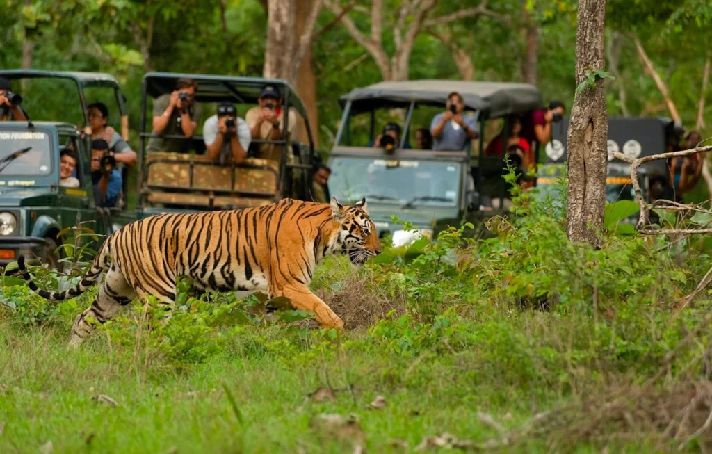 Wildlife Photography