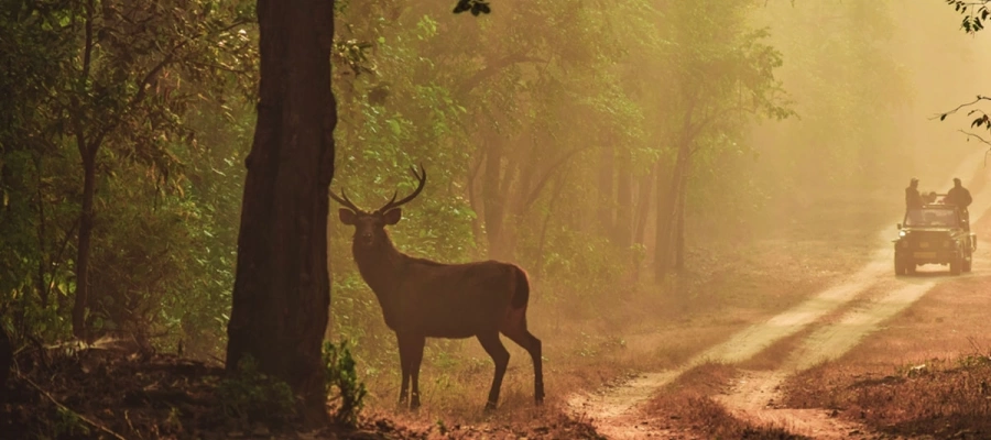 Nature Photography