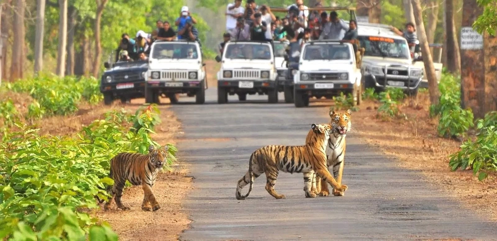 Mudumalai Tiger Reserve Safari