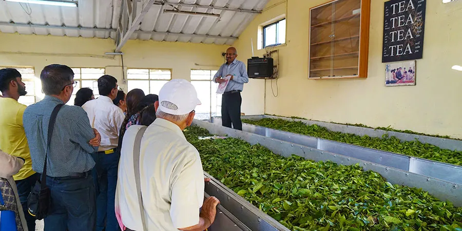 Explore Tea Museum
