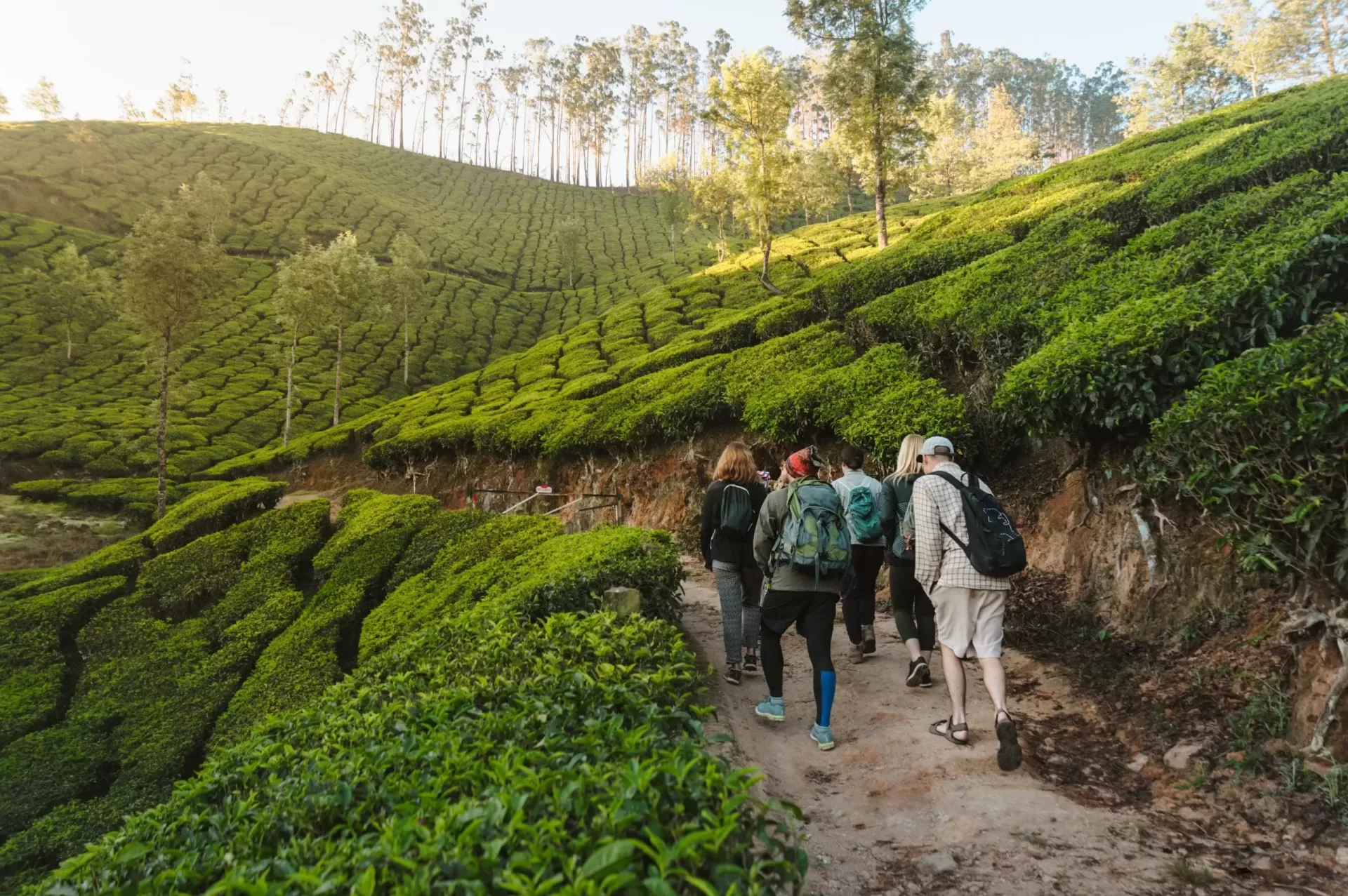Tea Plantation Tour