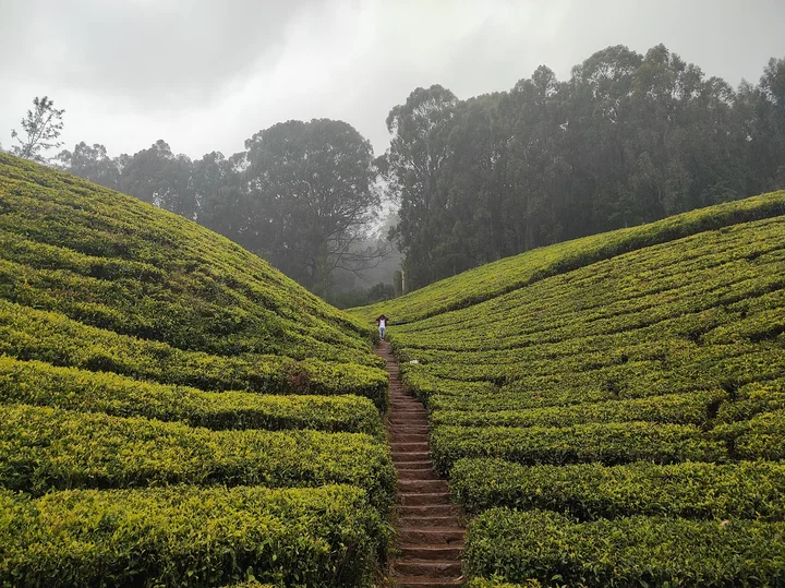 Tea Plantation Exploration