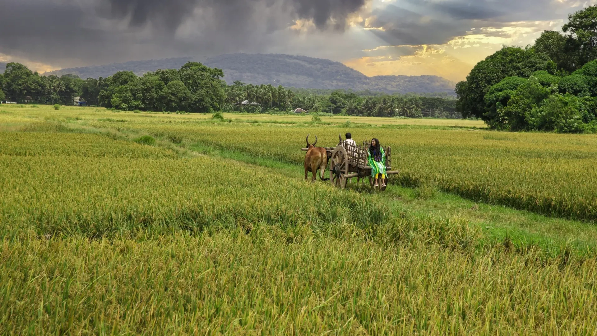 Village and Paddy Field Tours