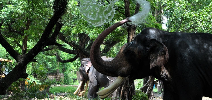 Punnathur Kotta Elephant Sanctuary