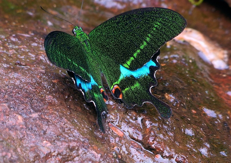 Butterfly Watching