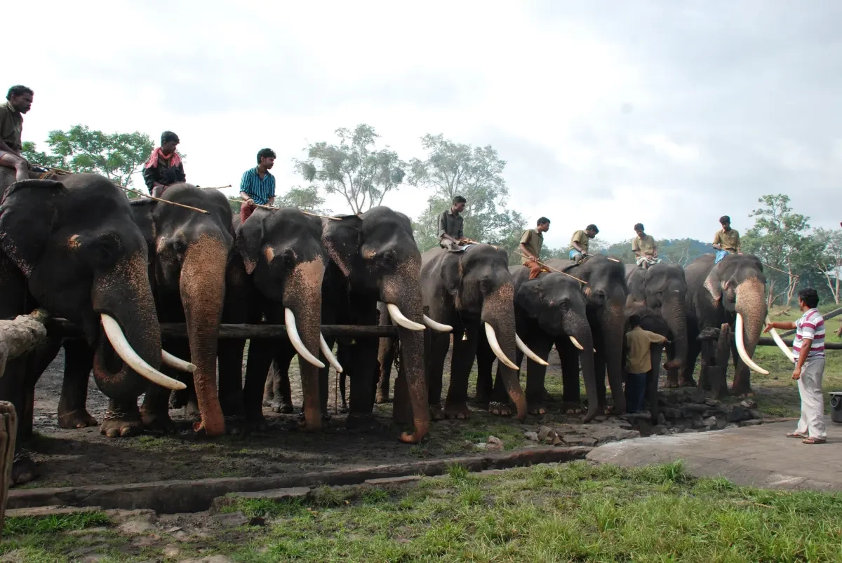 Theppakadu Elephant Camp