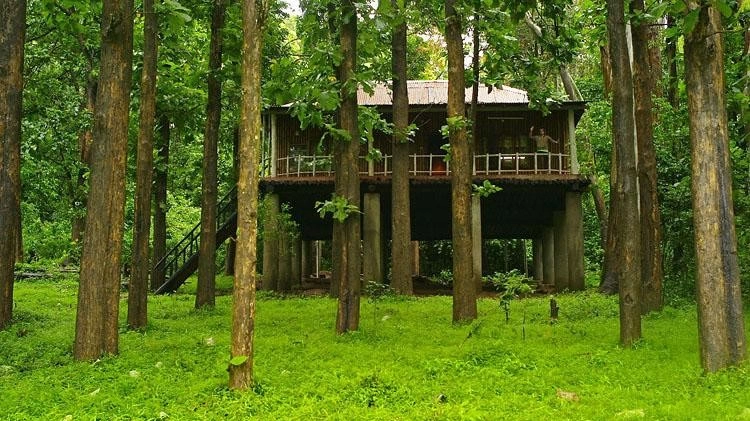 Forest Stay Experience
