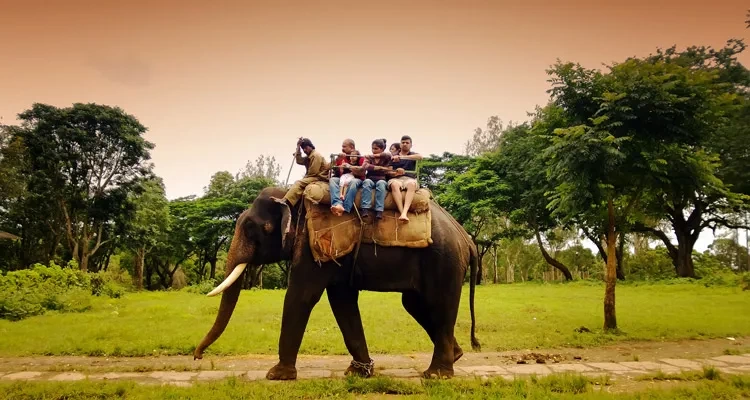 Wildlife Safari
