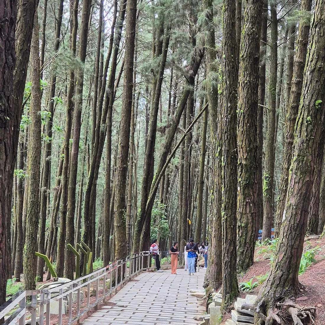 Vagamon Pine Forest Visit