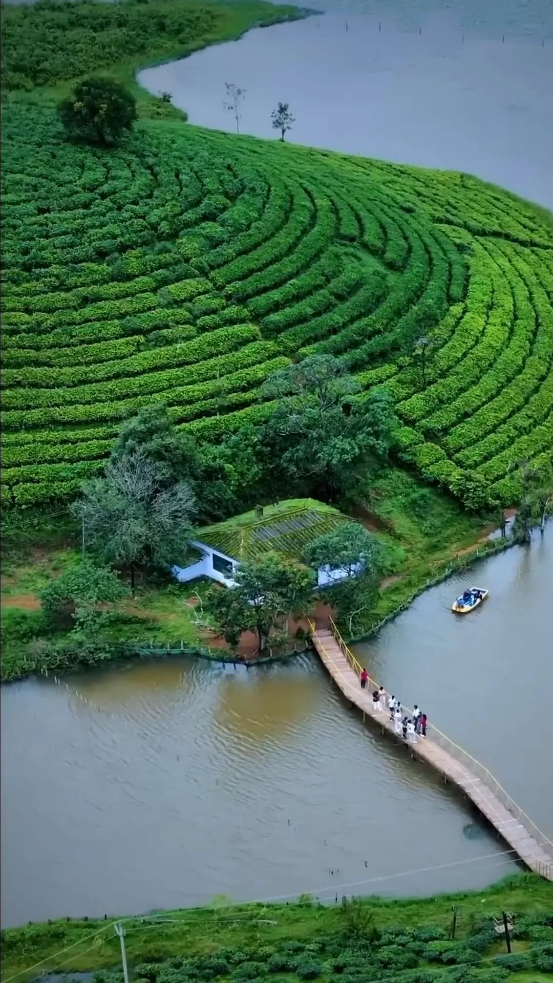 Tea Plantation Exploration