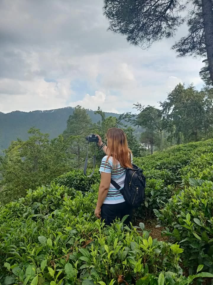 Tea and Spice Plantation Visits
