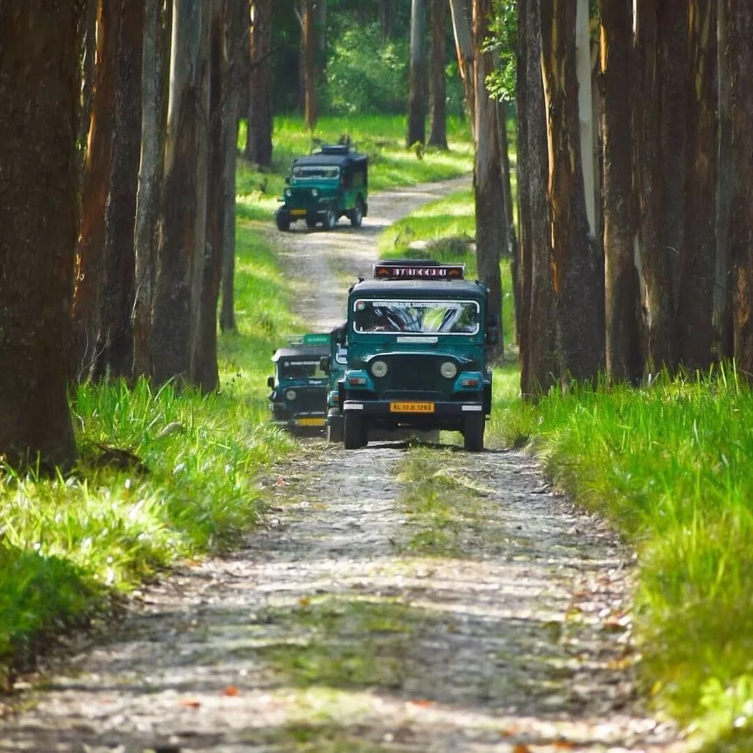 Wildlife Safari Experience
