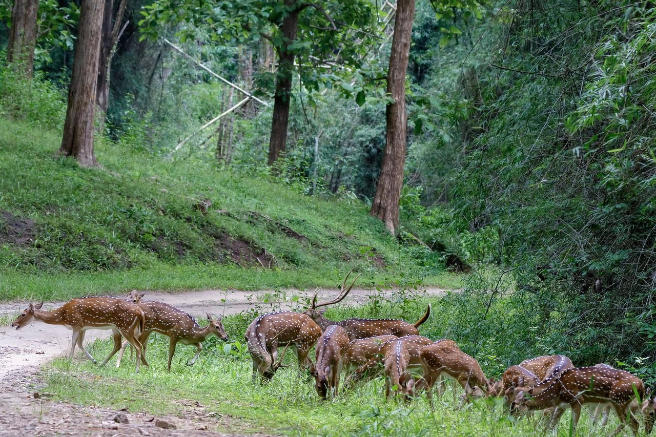 Wildlife Safari at Parambikulam