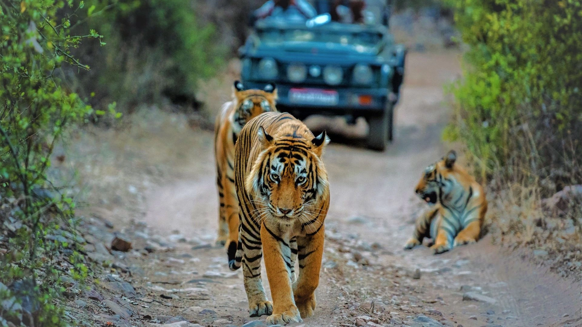 Bandipur