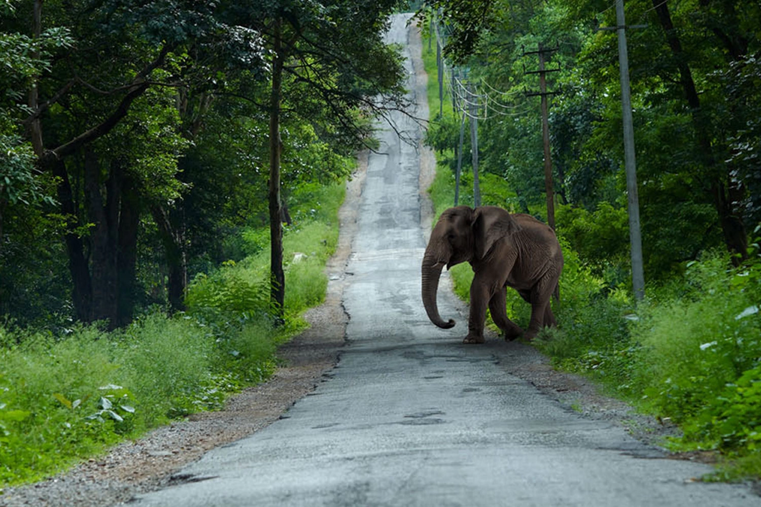 Kabini
