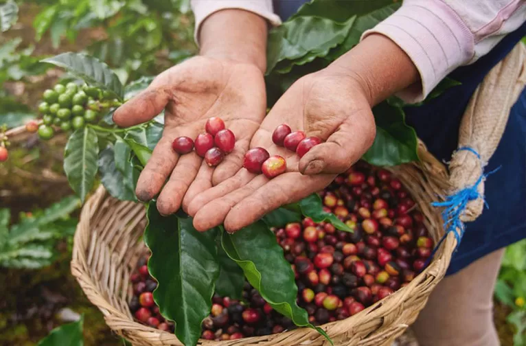 Discover Coorg Coffee Plantations