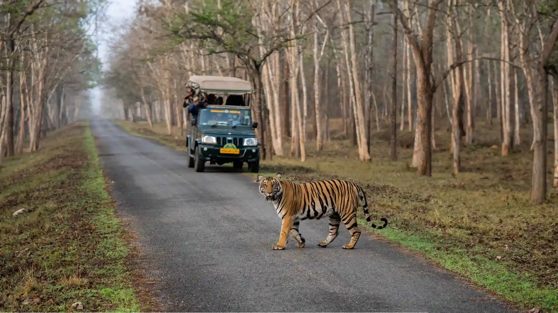 Experience Wildlife Safaris