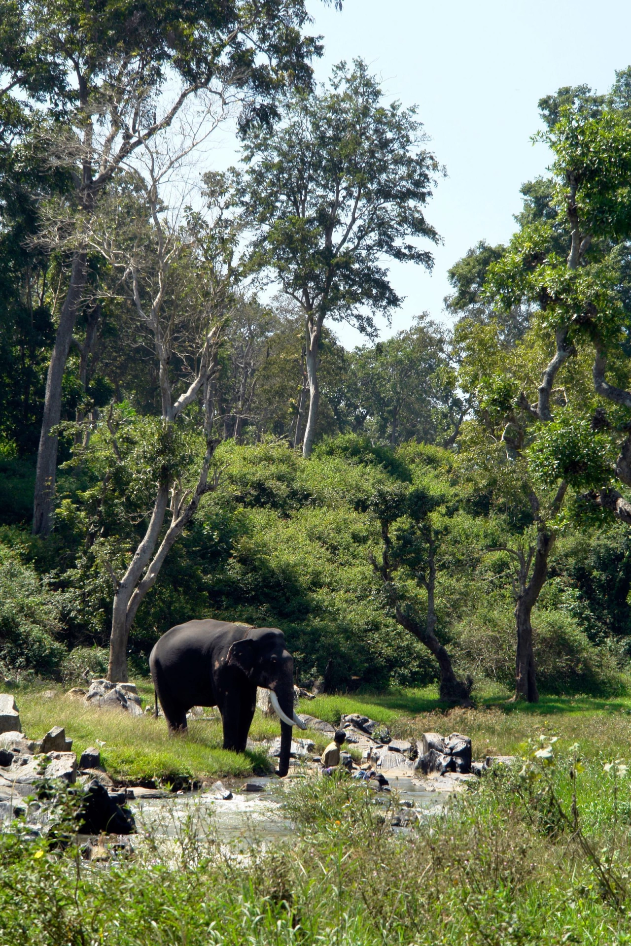 Mudumalai