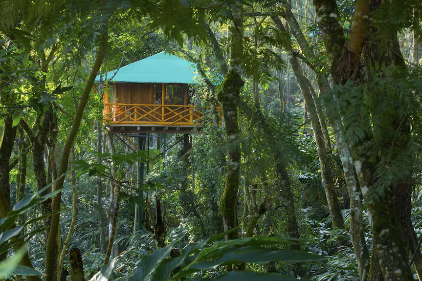 Kerala Honeymoon Package with Tree House and Private Pool Villa