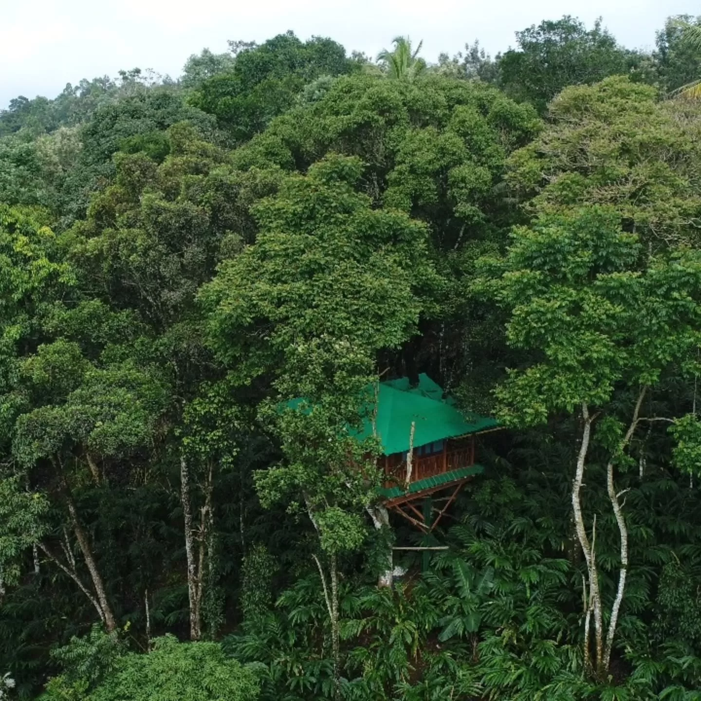 Munnar Tree House Honeymoon Package gallery 2