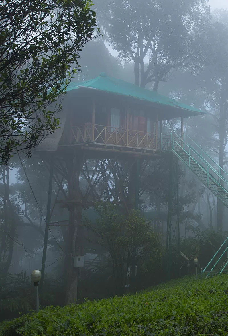Munnar Tree House Honeymoon Package gallery 1